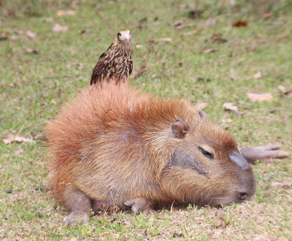 Série com um jovem Gaviăo-carrapateiro (Milvago chimachima) procurando parasitas no corpo da capivara - Series with a young Yellow-headed Caracara looking for parasites on the Capybara's body - 26-06-