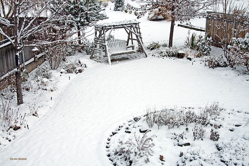 My backyard in winter