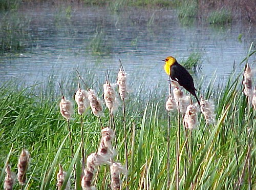 Yellow Headed Blackbird is Back