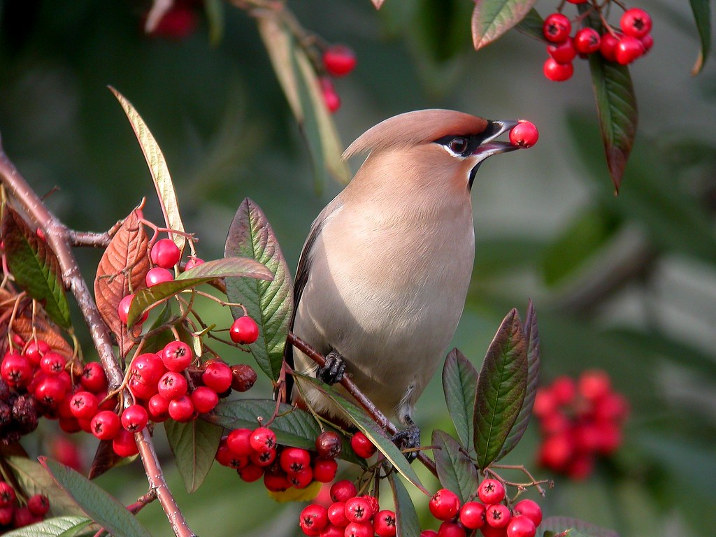 Waxwing { Birdwatching Magazine ,  Catagory winner 2011 Bird photo of the year competition}