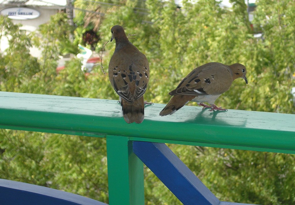 Zenaida doves on balcony rail, Accra Beach Hotel, Barbados