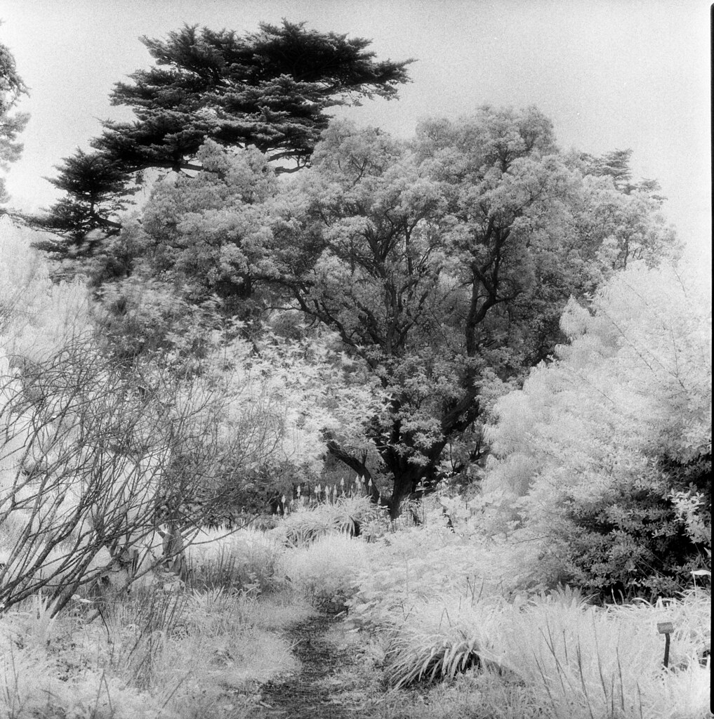 Botanical Gardens, Golden Gate Park, San Francisco. (Scene 1, Efke with 87 Filter)