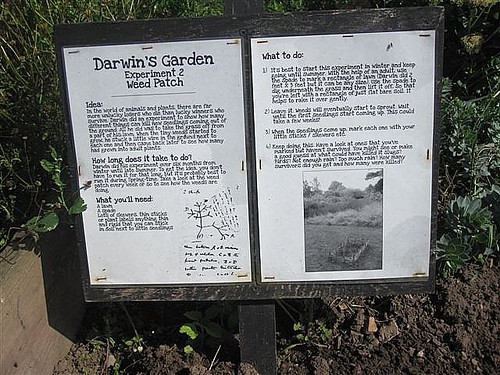 Weed patch experiment in Darwin's Garden