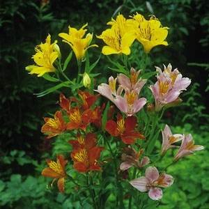 Peruvian Lily - 200 Seeds