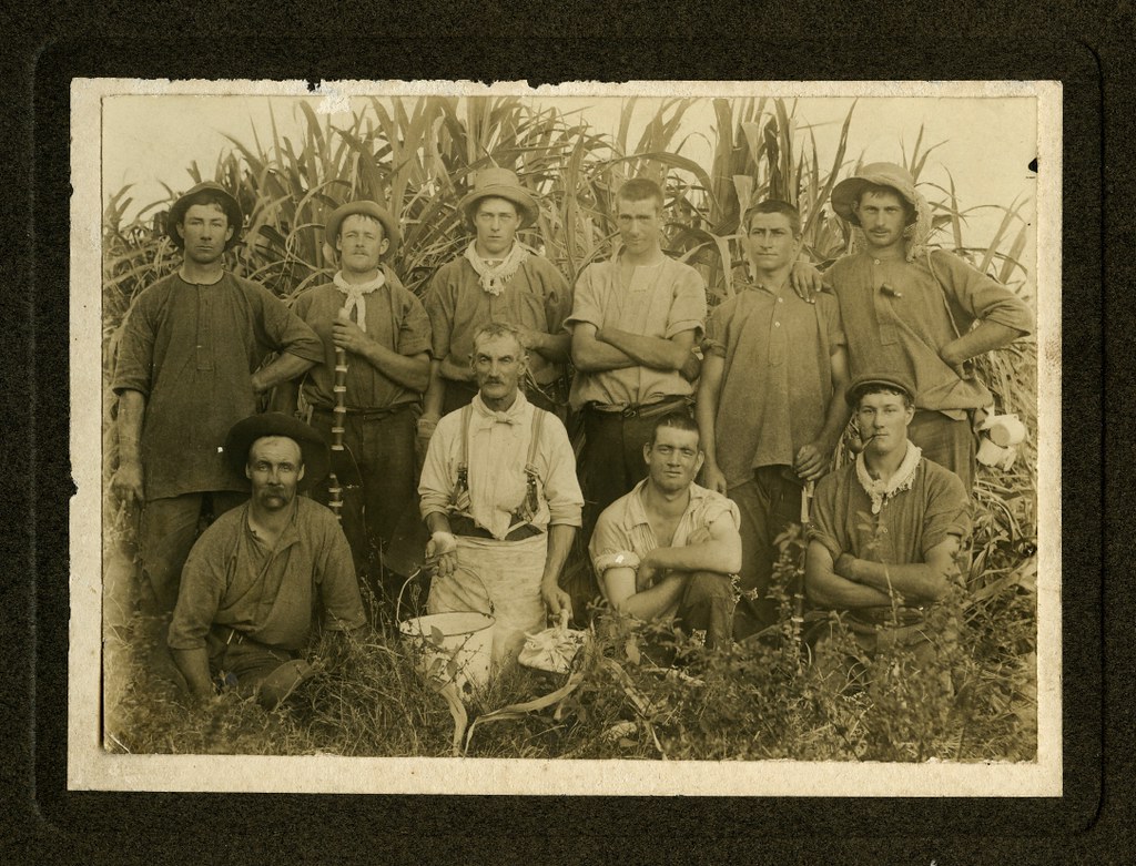 Sugar cane cutters