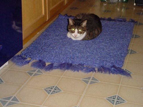 Sylvester on kitchen rug
