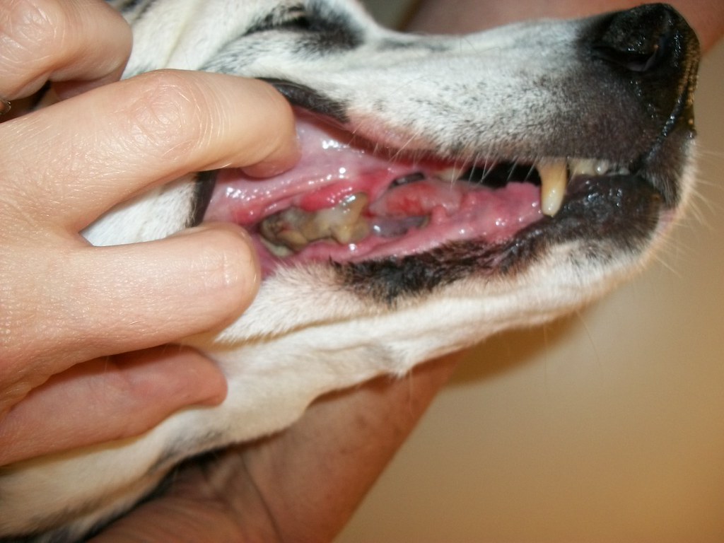 painful periodontal disease dalmatian