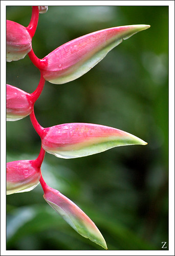 Hawaii Plant