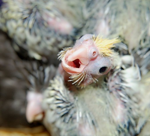 Is it time yet? Two-week-old, pin-feathery Baby Cockatiels are hungry!