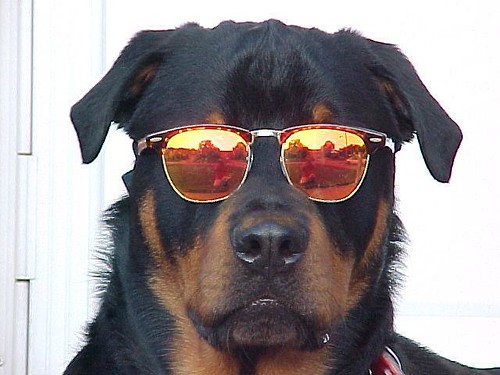 Doggy Sunglasses