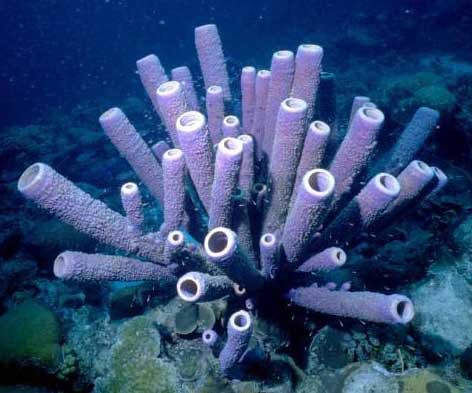 Purple sponge tubes