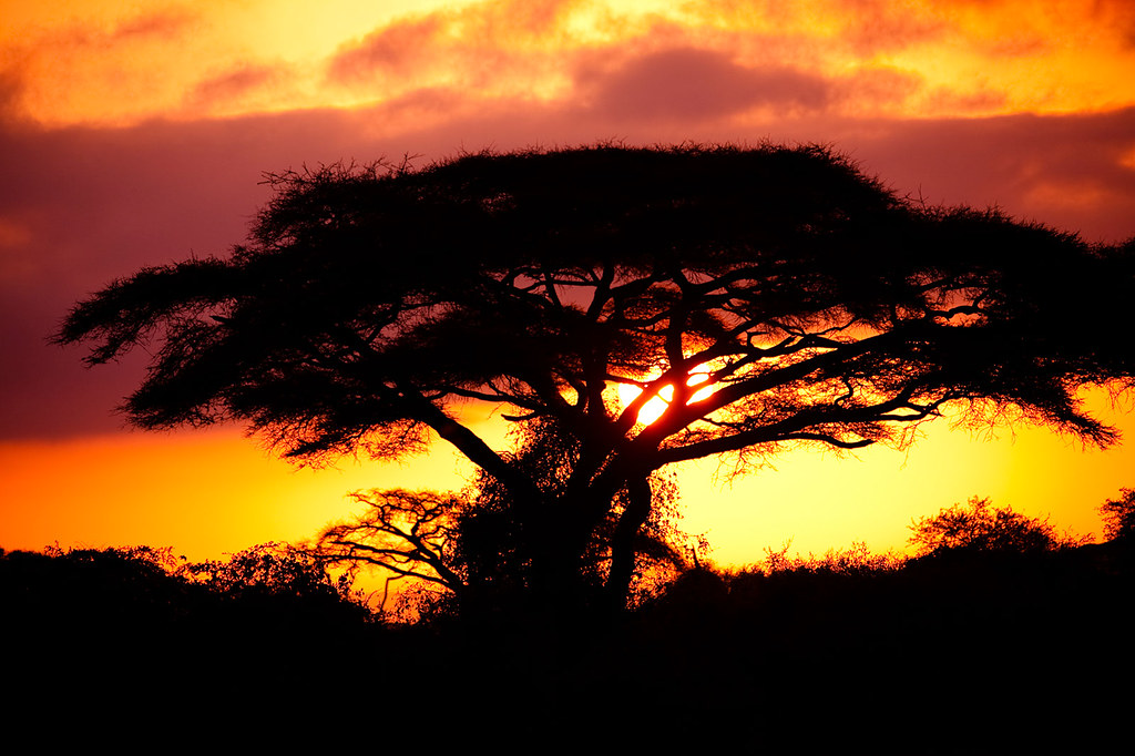 Safari Kenya Amboseil National Park, Acacia Sunset