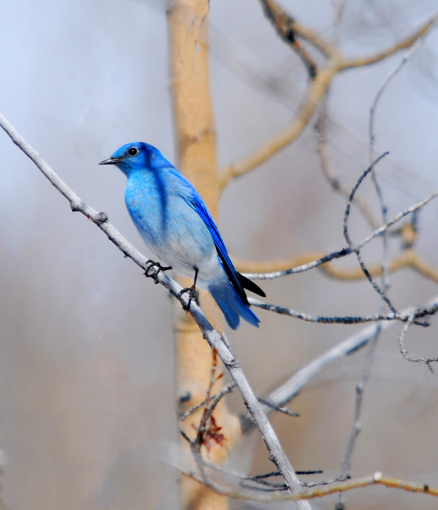 Feeling Blue (Mountain Bluebird)
