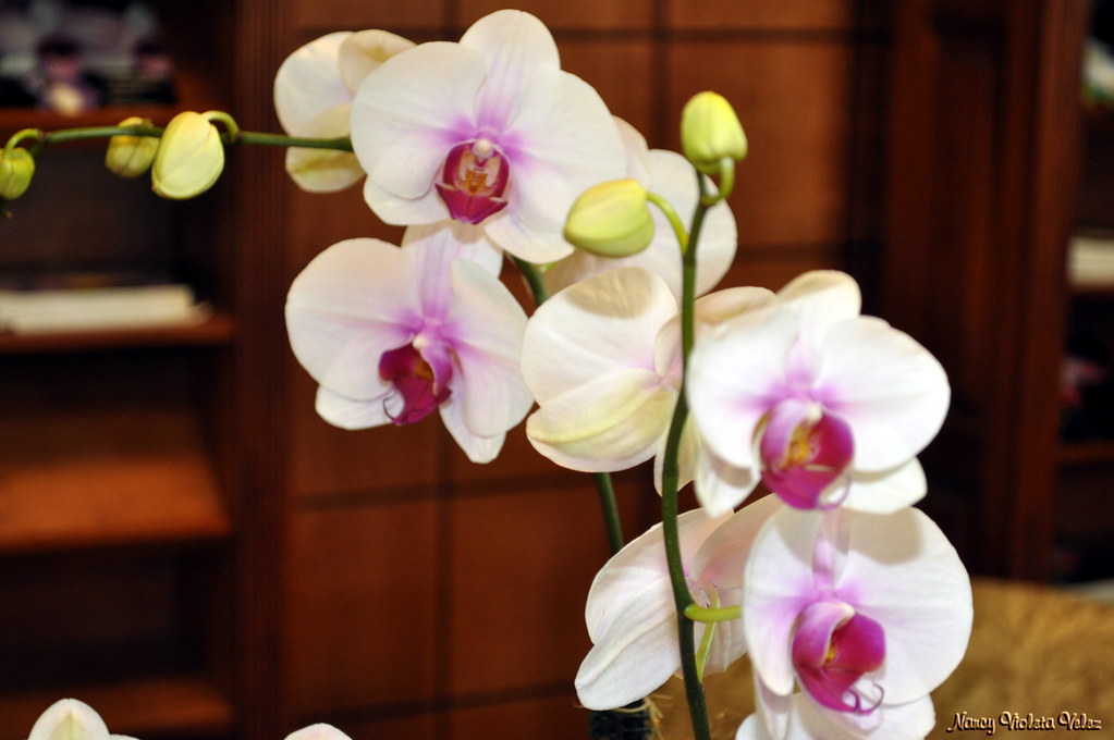 Phalaenopsis (Moth orchids)