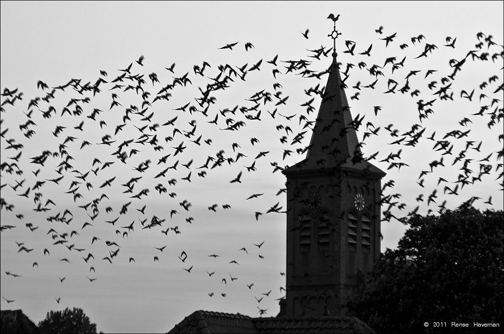 One Cock and a Thousand Crows [EXPLORED]