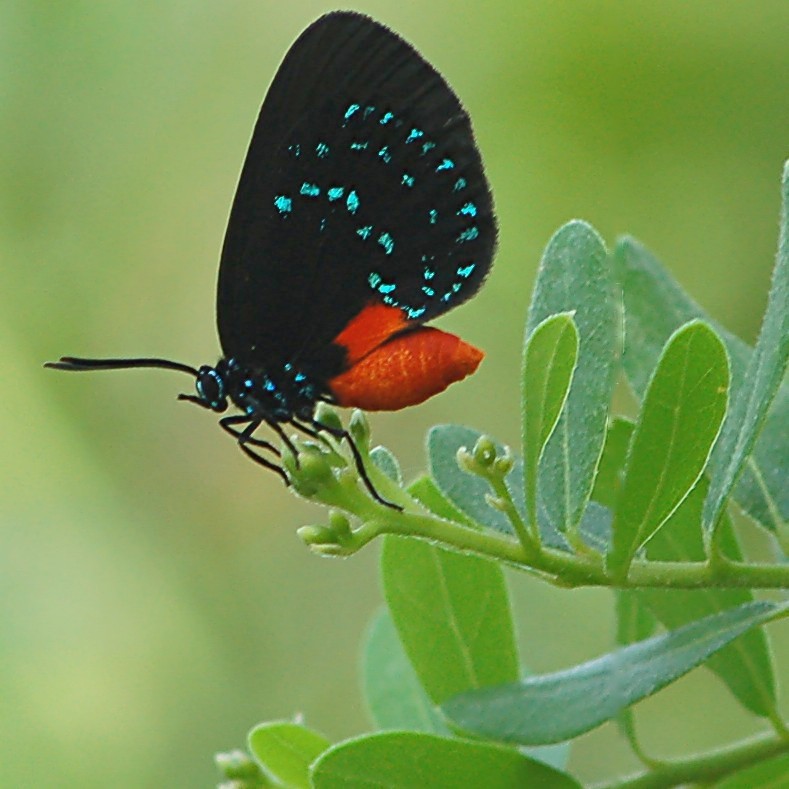 Iridescent blues and oranges of Atala Butterfly