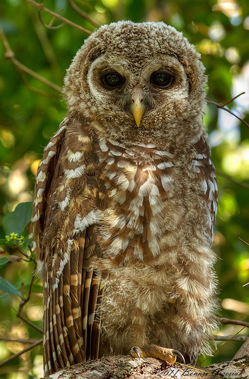 Florida Barred Owlet 1014