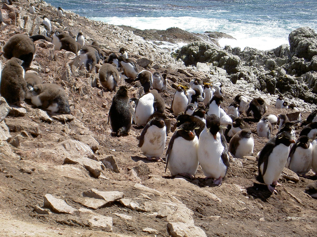 Maccaroni Penguins