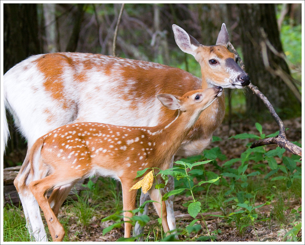 Dottie and Her Fawn - Shenandoah National Park