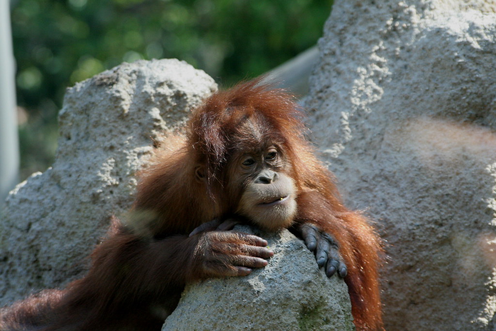 Sumatran Orangutan Baby