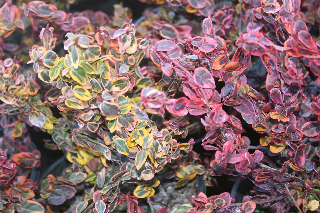 Euonymus fortunei 'Emerald and Gold' (Winter Color)