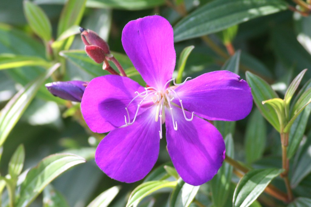 Tibouchina urvilleana (Princess Flower) - cultivated