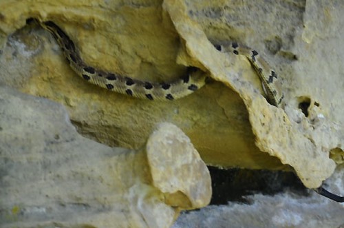 Timber Rattlesnake video