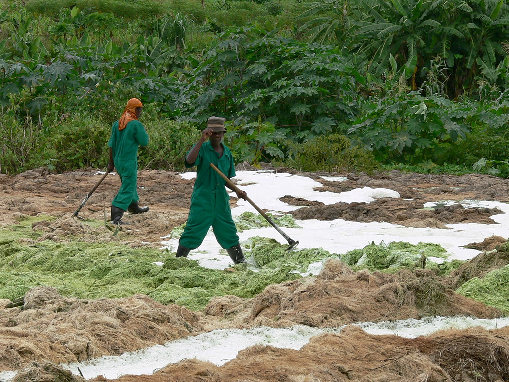 Sisal Waste Workers- Tanga, Tanzania, 2006