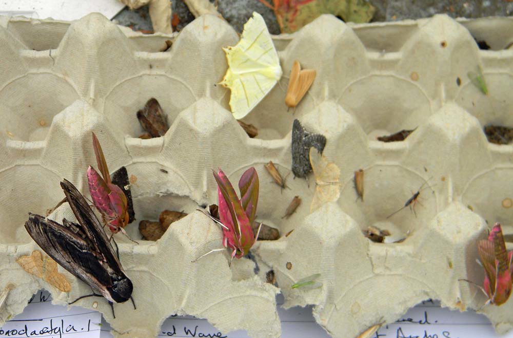 moths in egg cartons 27.6 (106 species recorded)