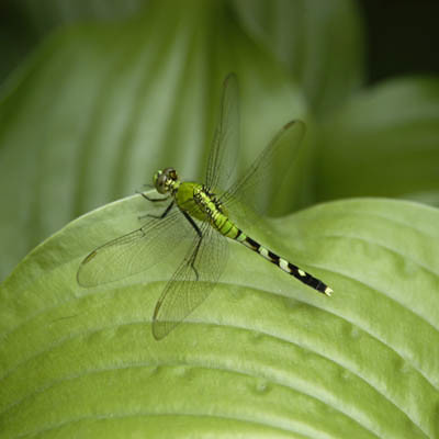 Emerald Green Dragonfly in the Fan, Richmond, VA