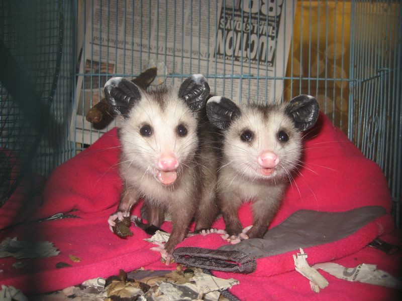Opossum babies eating poo
