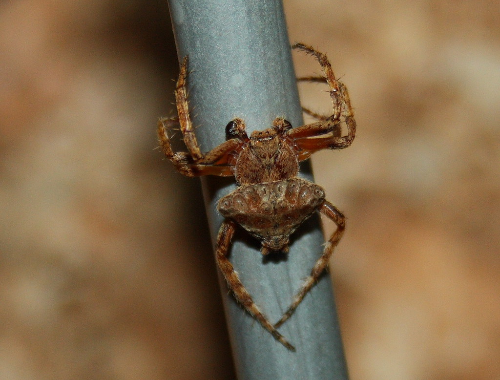 Araneidae>Dolophones Wrap-around Spiderr-Male IMG4184