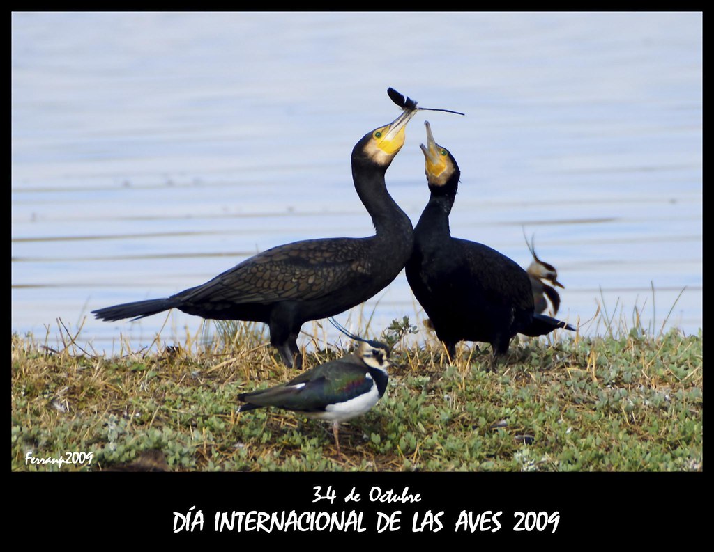Da internacional de las aves 2009 - International bird day 2009