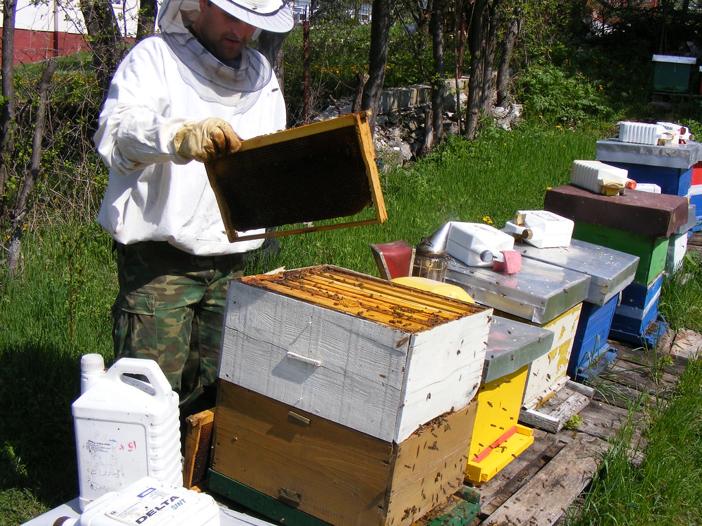 Bees Spring cleaning (5)