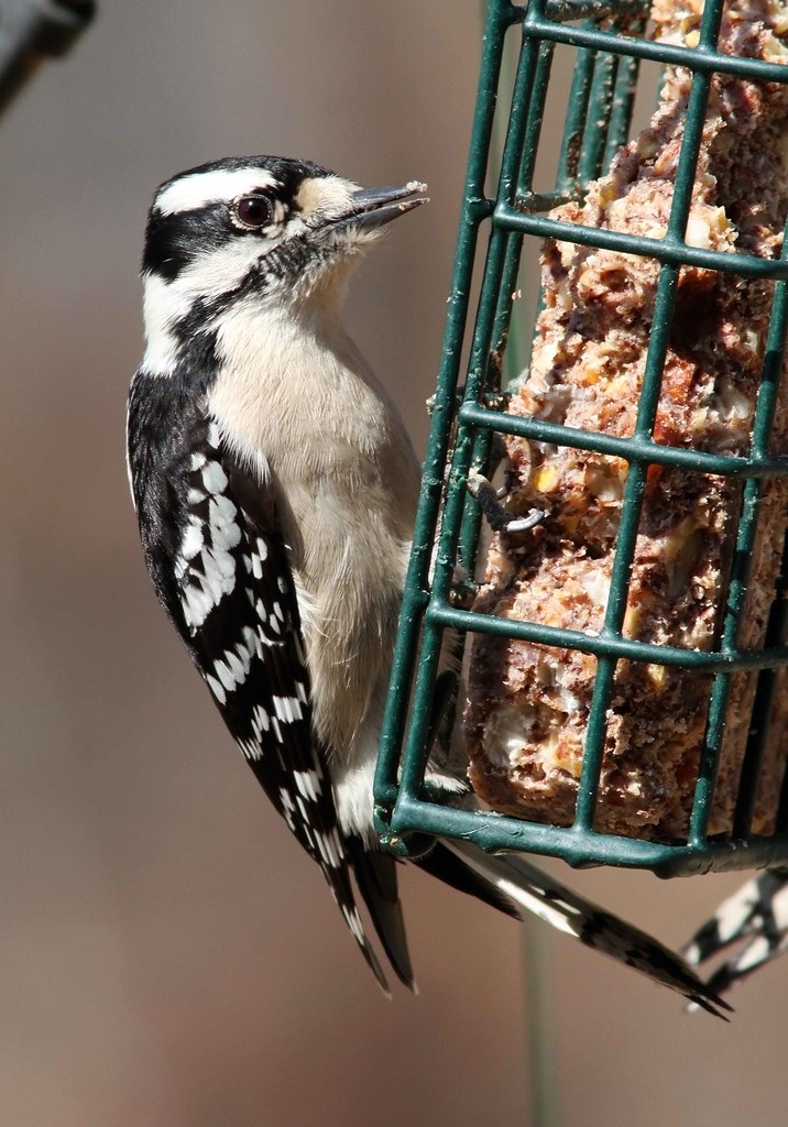 Downey Woodpecker, female