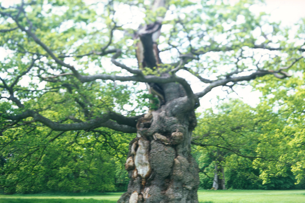 Blenheim Palace Oak Tree, View Camera