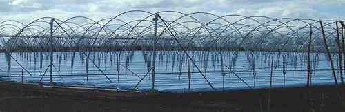 Galvanised steel frames of polytunnels