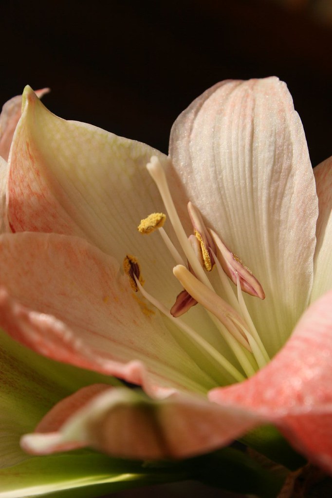 Amaryllis Bloom (2)