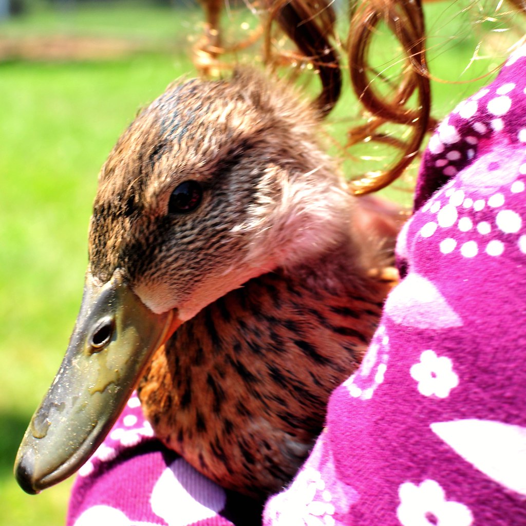 'Feathers' the Duck ~ Set Free