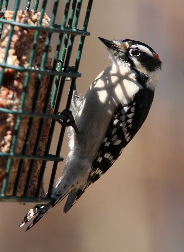 Downey Woodpecker, male