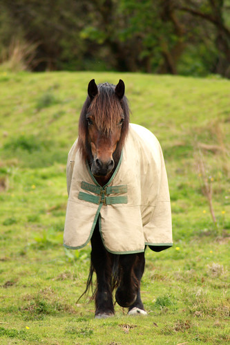 Horse wearing a rug