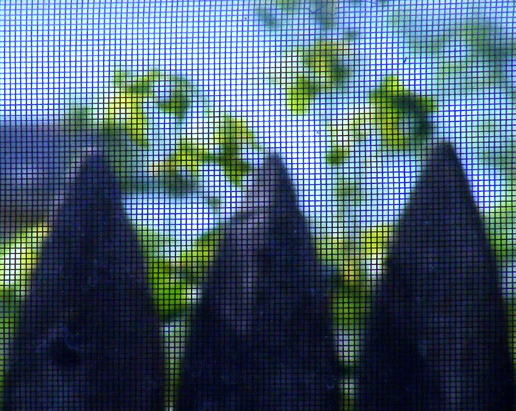 Window Screen, Wooden Fence, Green Leaves