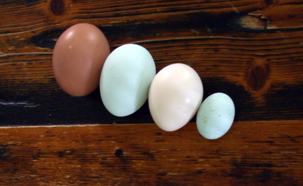 Egg Egg Egg Egg