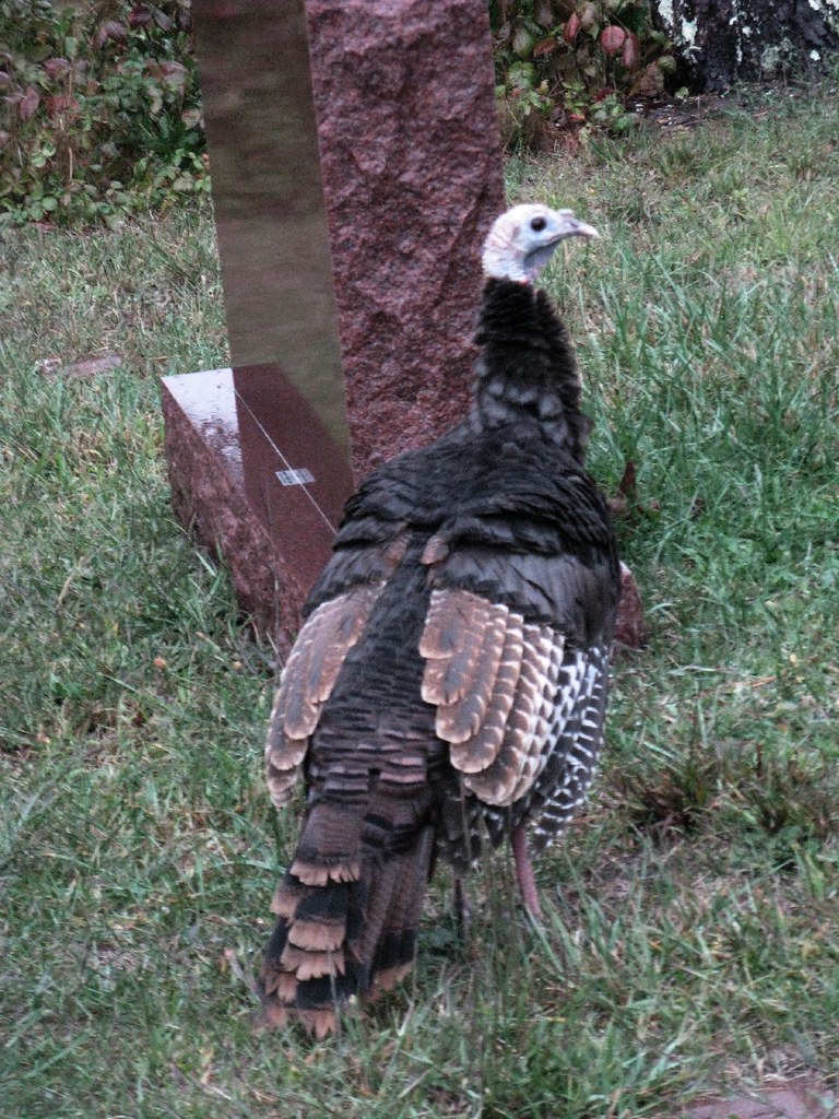 Another Cemetery Turkey