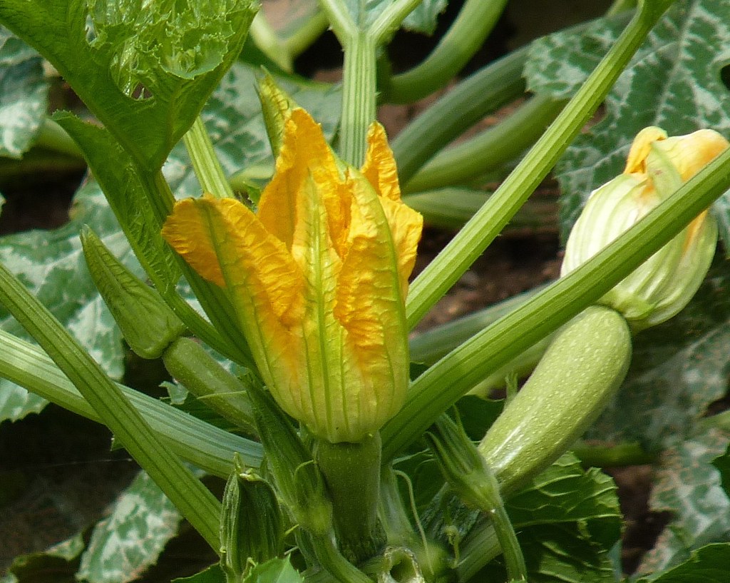 Zucchini fruit and spent flower on plant