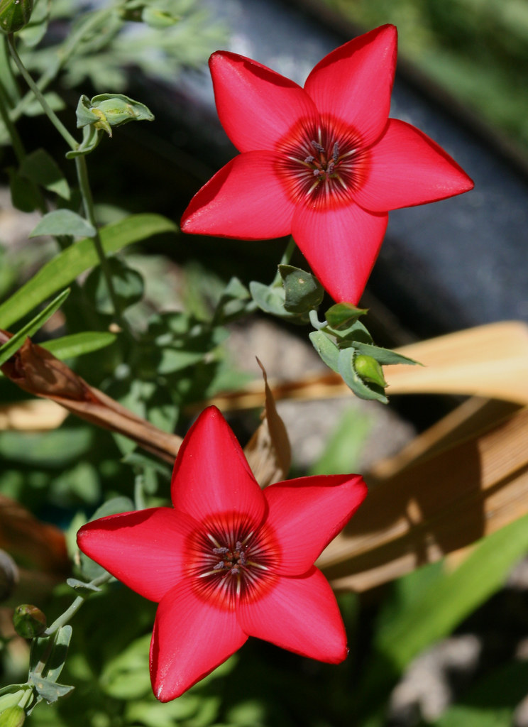 Scarlet Flax #7 - Unusual shape