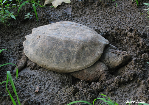 Snapping Turtle (Chelydra serpentina) at the flats