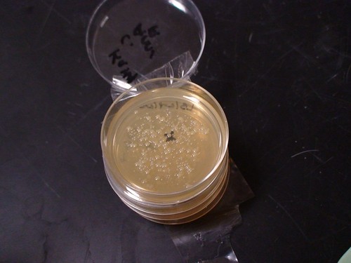 bacteria-noglow