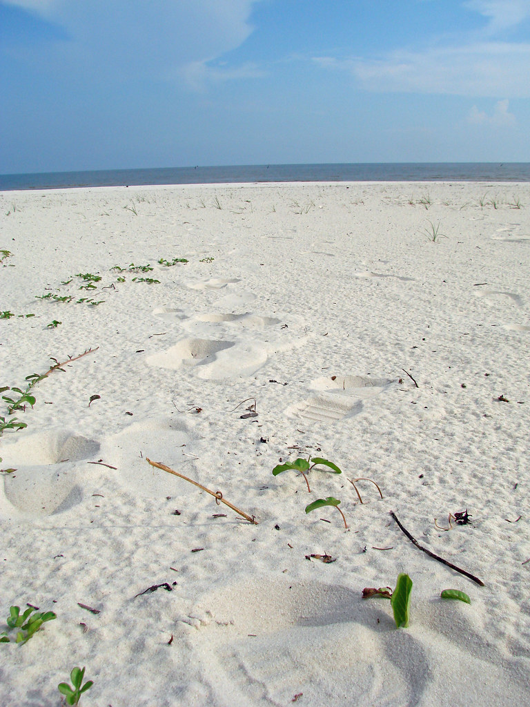 Gulf of Mexico - white sand beach