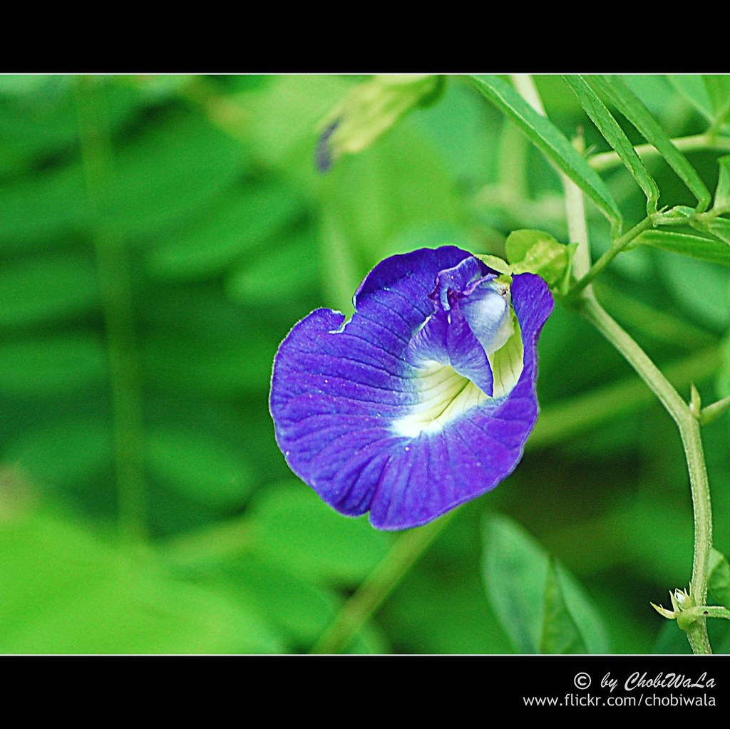 !... Song of The Flower ...! [EXPLORED]